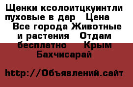 Щенки ксолоитцкуинтли пуховые в дар › Цена ­ 1 - Все города Животные и растения » Отдам бесплатно   . Крым,Бахчисарай